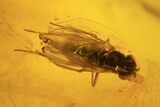 Fossil Winged Termite, Fly and Spider In Baltic Amber #120700-3